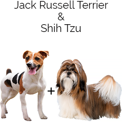 Jack Tzu Dog